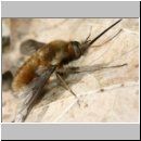 Bombylius major - Wollschweber m11.jpg
